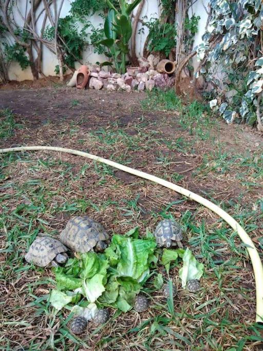 Etage De Villa Avec Jardin, Pres De L'Aireport Et Parking Prive Ariana Ngoại thất bức ảnh